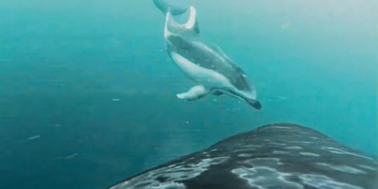 Vídeo registra orcas e golfinhos caçando juntos pela primeira vez