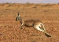 Mesmo com 250 kg, cangurus pré-históricos conseguiam saltar