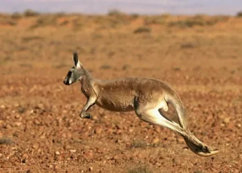 Mesmo com 250 kg, cangurus pré-históricos conseguiam saltar
