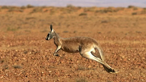 Mesmo com 250 kg, cangurus pré-históricos conseguiam saltar