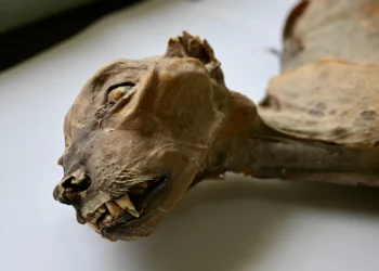 Guepardos mumificados por 4 mil anos são encontrados em caverna