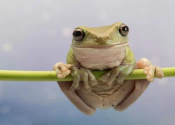 O que é um anfíbio? Entenda o conceito na natureza