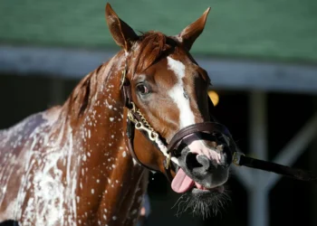 Por que o relincho do cavalo desafia uma regra básica da biologia