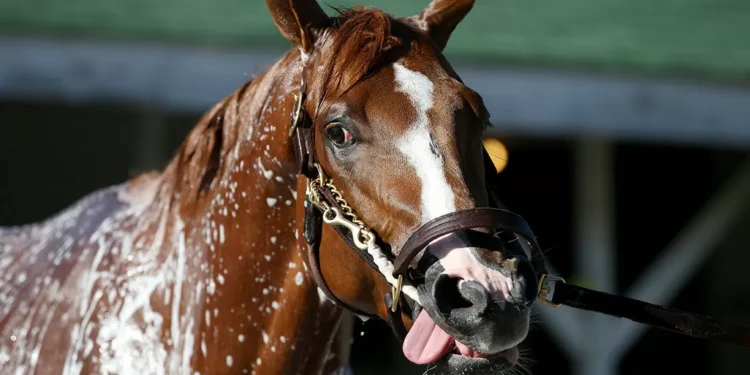 Por que o relincho do cavalo desafia uma regra básica da biologia