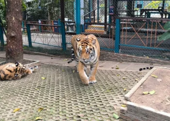 O vírus por trás da morte de 72 tigres em zoológico na Tailândia