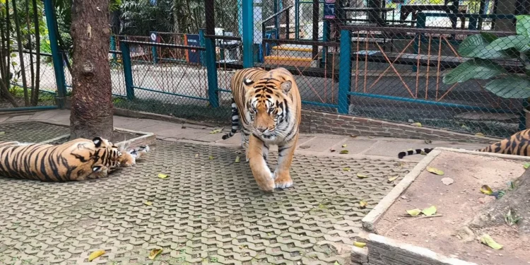 O vírus por trás da morte de 72 tigres em zoológico na Tailândia