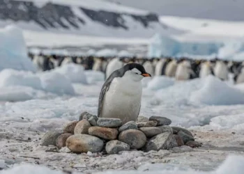 Por que os pinguins trocam de parceiro todo ano?