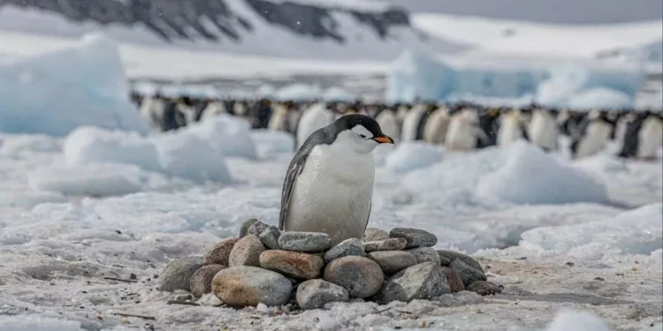 Por que os pinguins trocam de parceiro todo ano?
