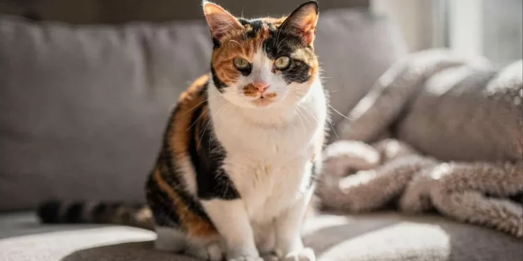 A ciência revela se a cor do pelo do gato realmente muda o jeito dele agir