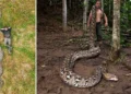 Cobra de 7 metros na Indonésia é a maior já medida na natureza