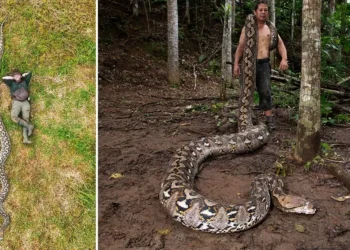 Cobra de 7 metros na Indonésia é a maior já medida na natureza