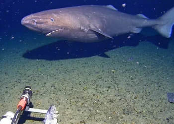 Tubarão raro é filmado pela primeira vez nas profundezas da Antártida