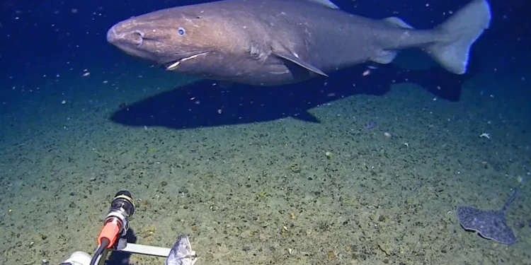 Tubarão raro é filmado pela primeira vez nas profundezas da Antártida