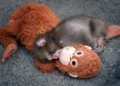 Filhote de macaco rejeitado pela mãe encontra conforto em pelúcia no Japão